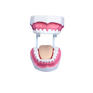  Small Dental Care Model (28teeth)